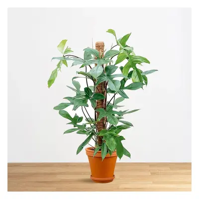 Philodendron Florida Green 21 cm