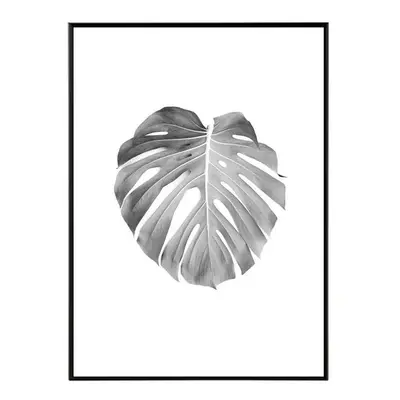 Monstera - 50x70 cm Obraz