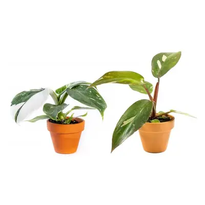 Set rostlin DUO Philodendron White Princess a Pink Princess