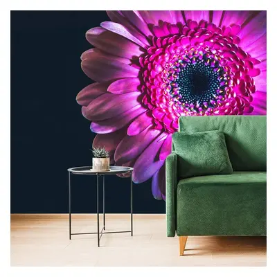 Tapeta purpurová gerbera