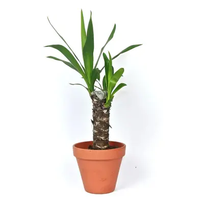 Yucca, průměr 11-12 cm