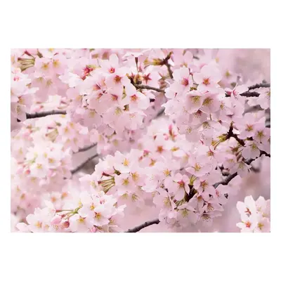 Fototapeta Sakura 180 x 127 cm, 1 díl