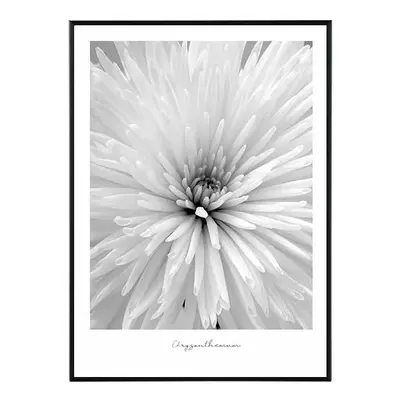 Flower chrysanthemum - 30x40 cm Obraz