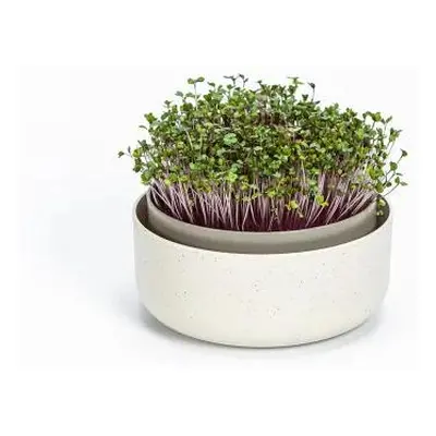 Microgreens - slonová kost s kávovou sedlinou