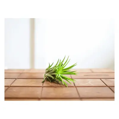 Tillandsia ionantha green