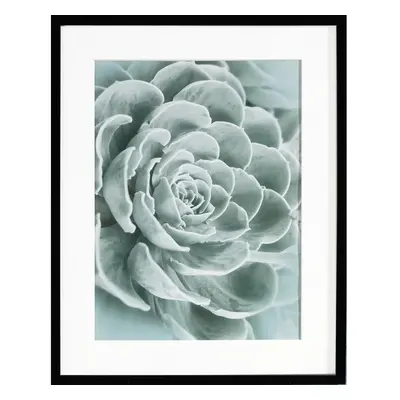 Obraz Succulents I 40x50xcm