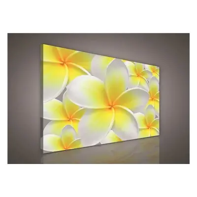 Obraz na plátně žluté květy Plumeria 100 x 75 cm