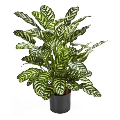 Calathea umělá V 78 cm