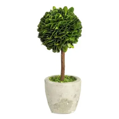 Buxus na kmínku v květináči - Ø10*24 cm