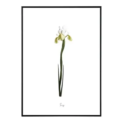 Iris - 50x70 cm Obraz