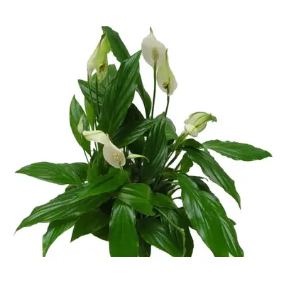 Spathiphyllum, průměr 9 cm