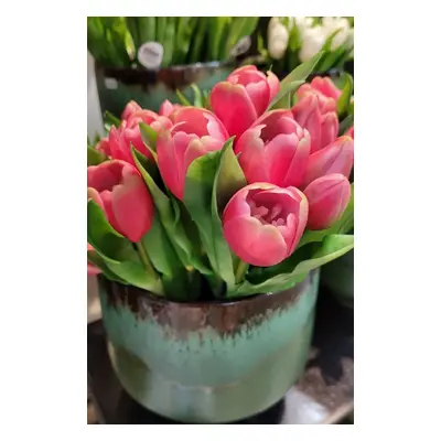 Kytice 7ks tmavě růžových realistických tulipánů Tulips - 31cm