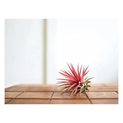 Tillandsia ionantha red