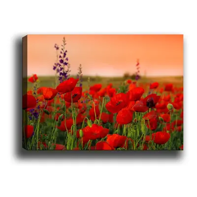 Wallity Obraz na plátně Poppy field 50x70 cm