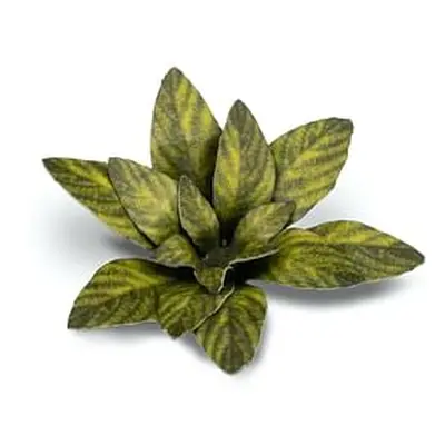 Dekorace GamersGrass: Laser Plants - Dumb Cane