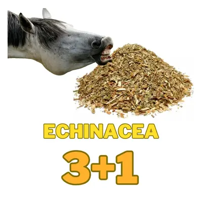 Echinacea nať řez 3+1 kg ZDARMA (Cena je za 4kg ! Třapatka nachová na imunitu)