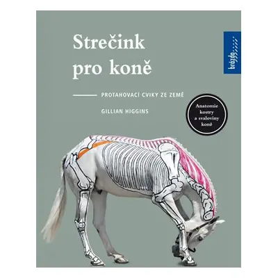 Strečink pro koně