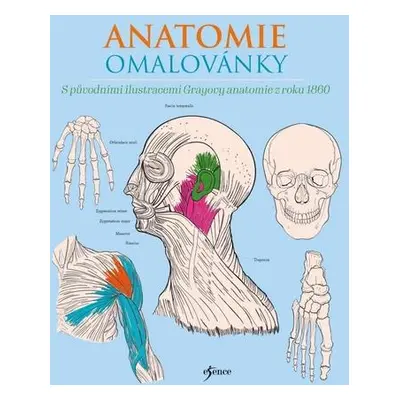 Anatomie omalovánky