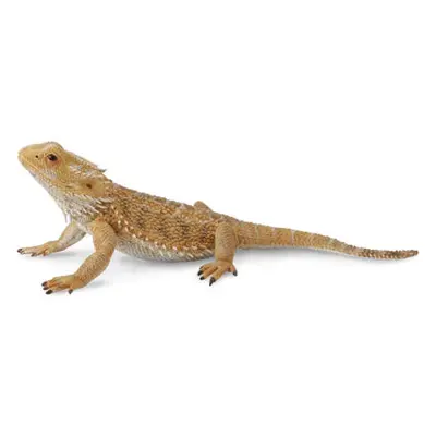 COLLECTA Agama vousatá