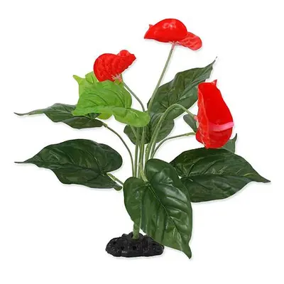 Rostlina REPTI PLANET kvetoucí Anthurium 40 cm 1 ks