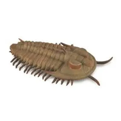 COLLECTA Redlichia Rex trilobit