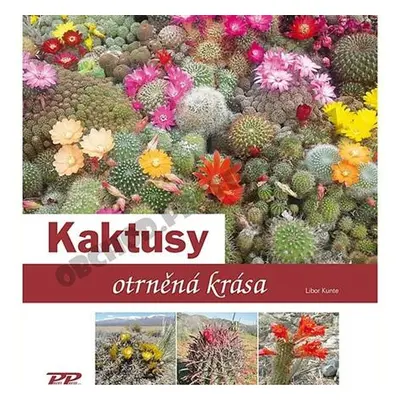 Kaktusy - Otrněná krása