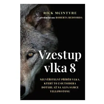 Vzestup vlka 8 - Neuvěřitelný příběh vlka, který to z outsidera dotáhl až na alfa samce Yellowst