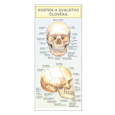 Kostra a svalstvo člověka