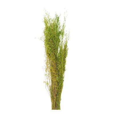 Dekorace sušená květina Zelená 90 cm (50 gr) – 90 cm