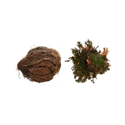 Lucky Reptile Rose of Jericho 50 g