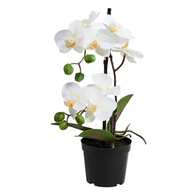 FLORISTA Orchidej v květináči 35 cm - bílá