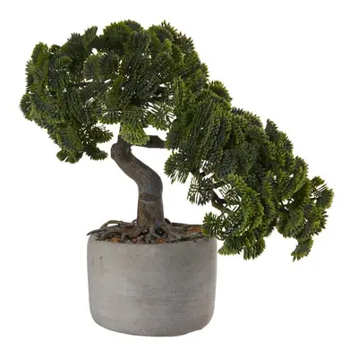 Bonsai cypřiš 24,5 cm ASA Selection