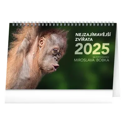 Baagl NOTIQUE Stolní kalendář Nejzajímavější zvířata 2025, 23,1 x 14,5 cm