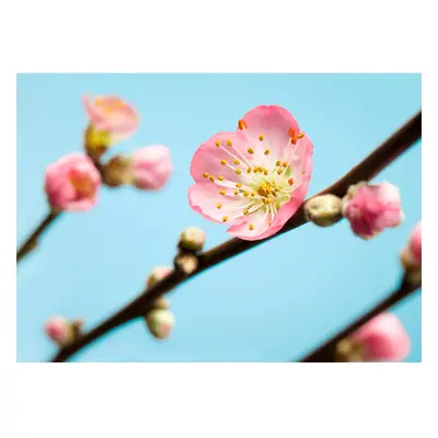 Komar Vliesová fototapeta Peach Blossom 350 x 250 cm