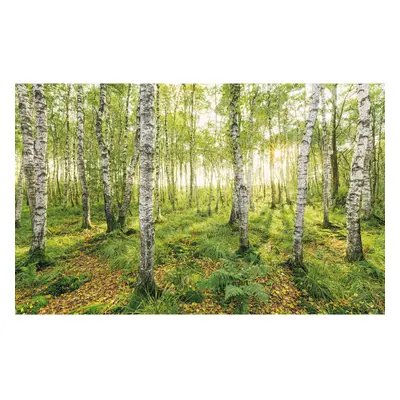 Komar Vliesová fototapeta Birch Trees 400 x 250 cm