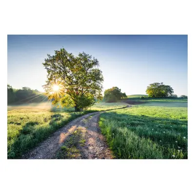 Komar Papírová fototapeta Meadow Trail, 368 x 254 cm