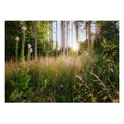 Komar Vliesová fototapeta Summer Glade 350 x 250 cm