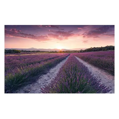 Komar Vliesová fototapeta Lavender Dream 450 x 280 cm