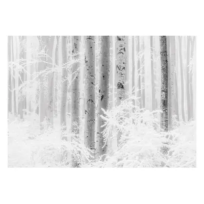 Komar Vliesová fototapeta Winter Wood 400 x 280 cm