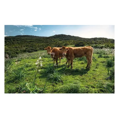 Komar Vliesová fototapeta Cow Paradise 450 x 280 cm