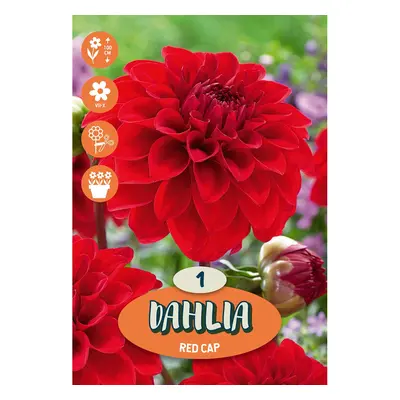 Cibulka jiřina (Dahlia) ''Red Cap'', 1 ks