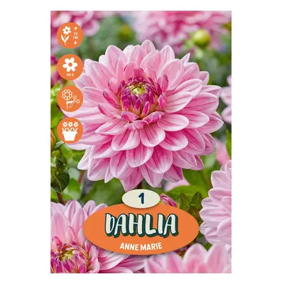 Cibulka jiřina (Dahlia) ''Anne Marie'', 1 ks