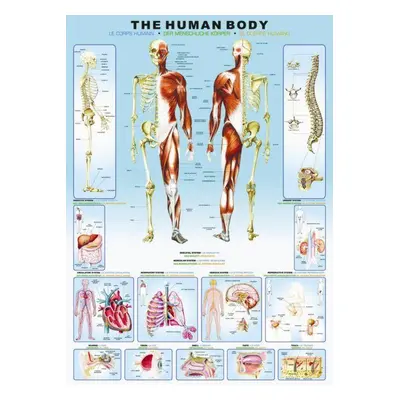 EUROGRAPHICS Puzzle Lidské tělo 1000 dílků