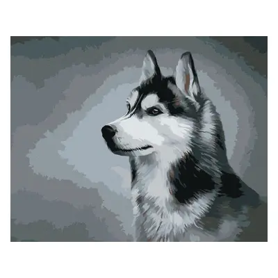 Malování podle čísel Sibiřský husky, 80x100 cm, vypnuté plátno na rám