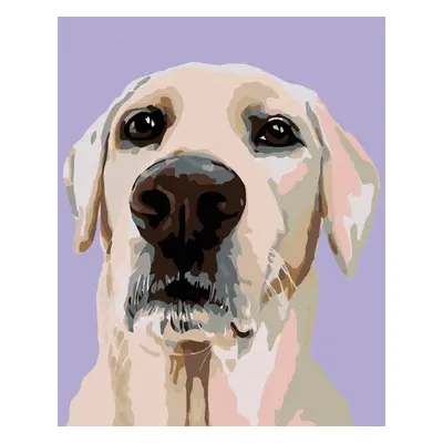 zuty Malování podle čísel - Labradorský retrívr, 40x50 cm, vypnuté plátno na rám