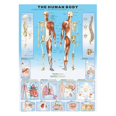 EUROGRAPHICS Puzzle Lidské tělo 1000 dílků