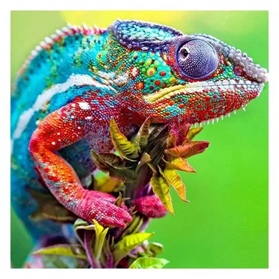 Diamantové malování Gaira Chameleon D2327