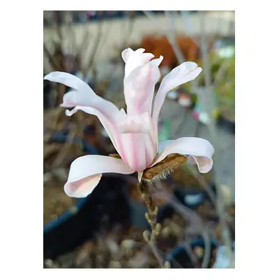 Magnolie Loebnerova 'Leonard Messel' 15-20cm H9