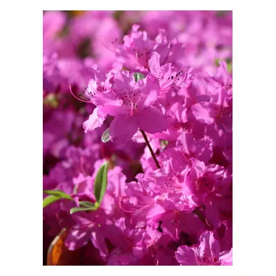 Azalka japonská 'Purple Splendour' 20-40 cm Ko 1,5l