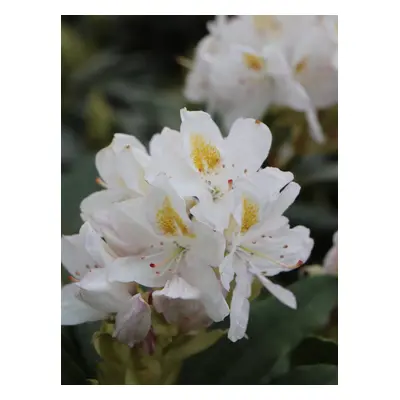 Rododendron 'Madame Masson' 20-40 cm Ko 1,5l